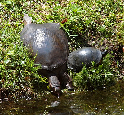 [The tip of the Florida softshell's snout is just about to hit water as the rest of its body is extended up the green hillside. To the right of it in a perpendicular fashion is the smaller turtle sunning itself.]